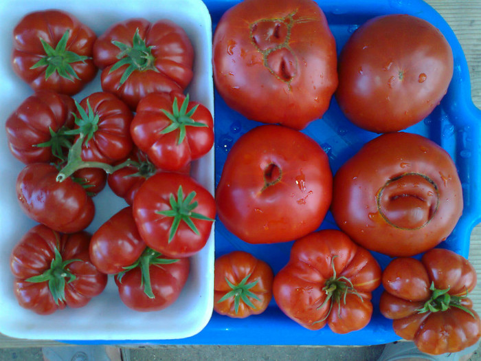 COSTOLUTO-GIANT RED - 06- TOMATE-ROSII-SOIURI PURE ORGANICE VECHI ROMANESTI SI HEIRLOOM ALBUM 6