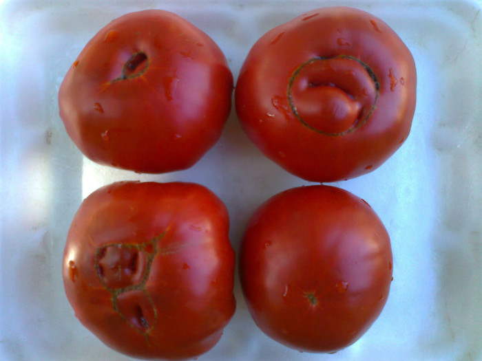 GIANT RED - 06- TOMATE-ROSII-SOIURI PURE ORGANICE VECHI ROMANESTI SI HEIRLOOM ALBUM 6