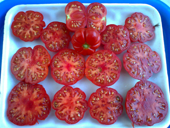 COSTOLUTO FIORENTINO; COSTOLUTO FIORENTINO
