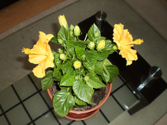 P1290097 - flori 2
