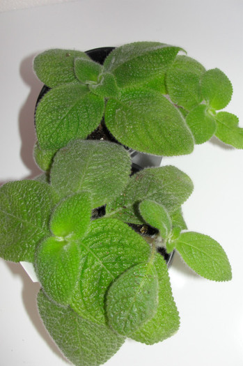  - Episcia B