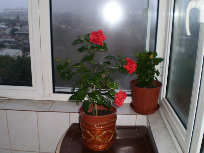 P1290096 - flori 2
