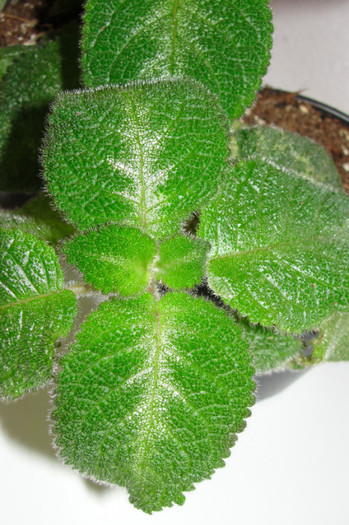  - Episcia S
