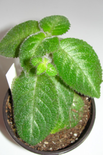 episcia lilacina Viridis