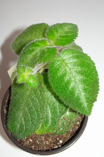 02.10.12 - Episcia V