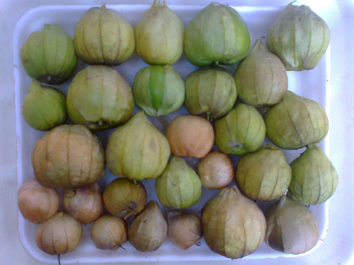 TOMATILLO; TOMATILLO
