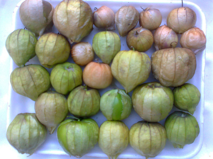 TOMATILLO; TOMATILLO
