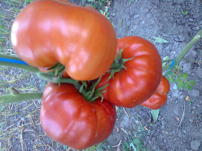 GIANT RED; GIANT RED
