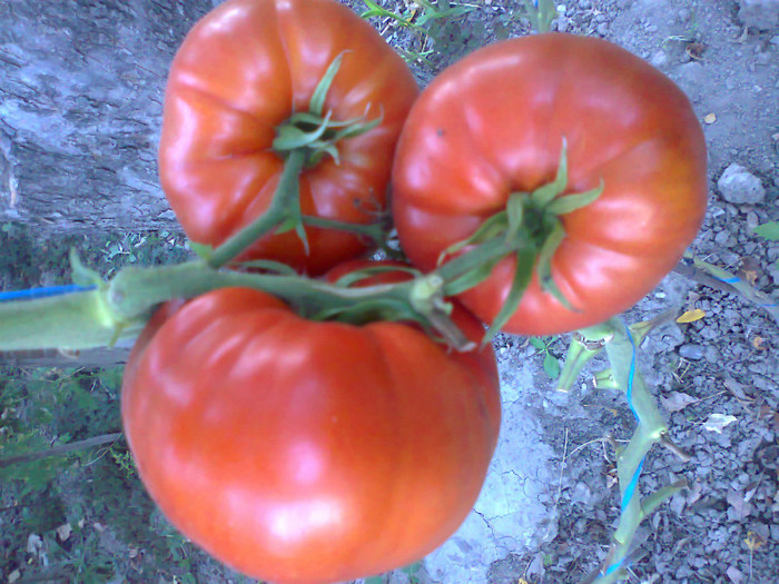 GIANT RED; GIANT RED
