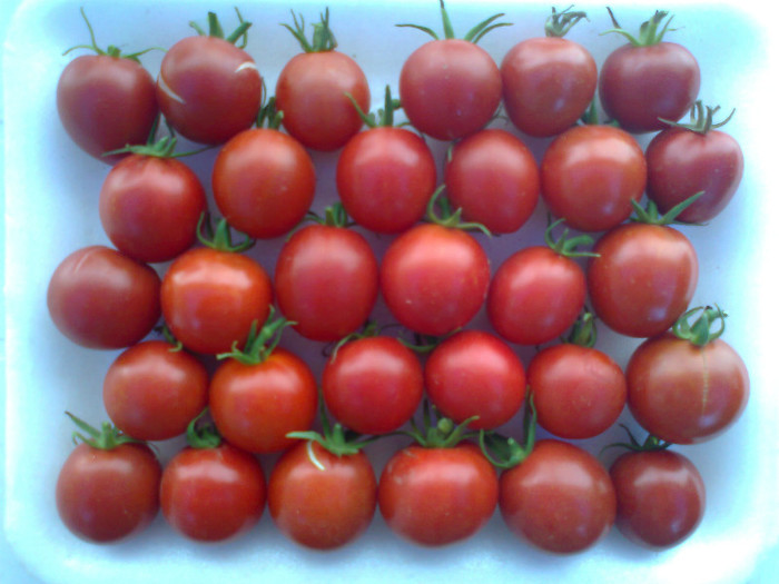 CHERRY GRANDE; CHERRY GRANDE
