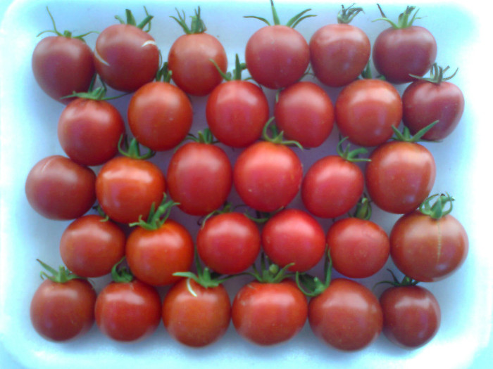 CHERRY GRANDE; CHERRY GRANDE
