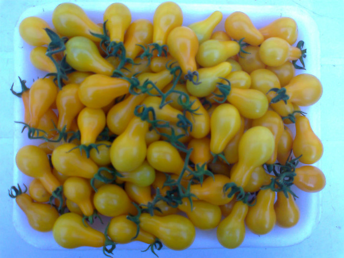 YELLOW PEAR; YELLOW PEAR
