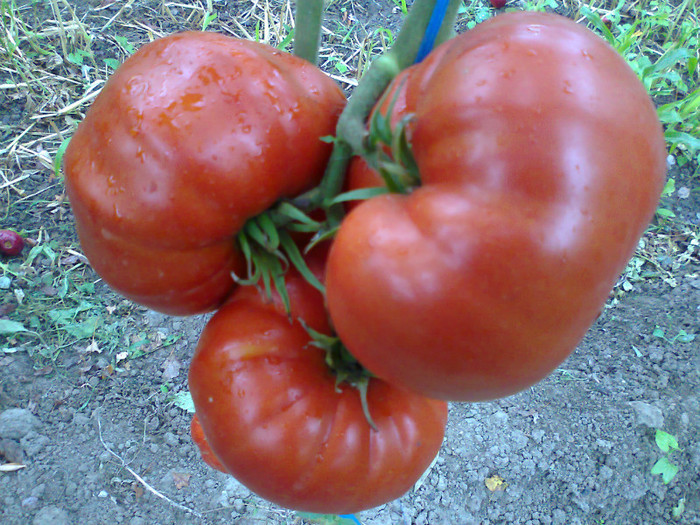 GIANT RED; GIANT RED

