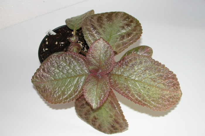 episcia Thad's Lavander Lady - Episcia Thads