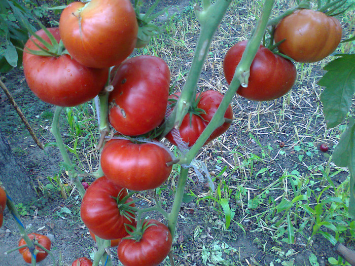 GIANT RED; GIANT RED
