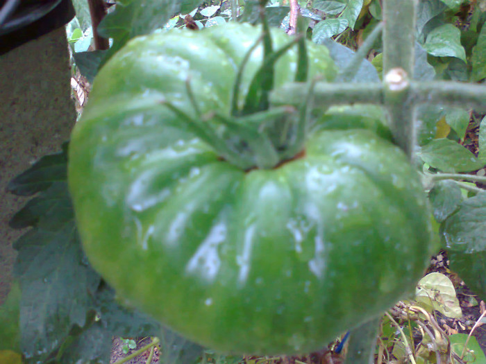 HAWAIIAN PINEAPLE; HAWAIIAN PINEAPLE
