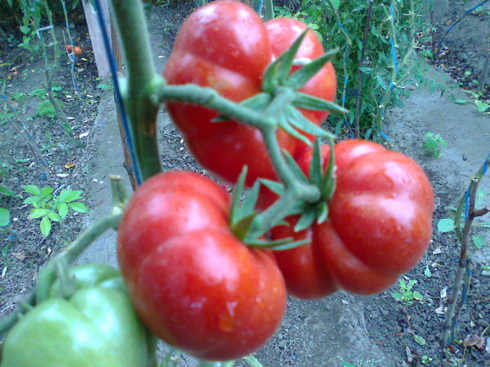 COSTOLUTO FIORENTINO; COSTOLUTO FIORENTINO
