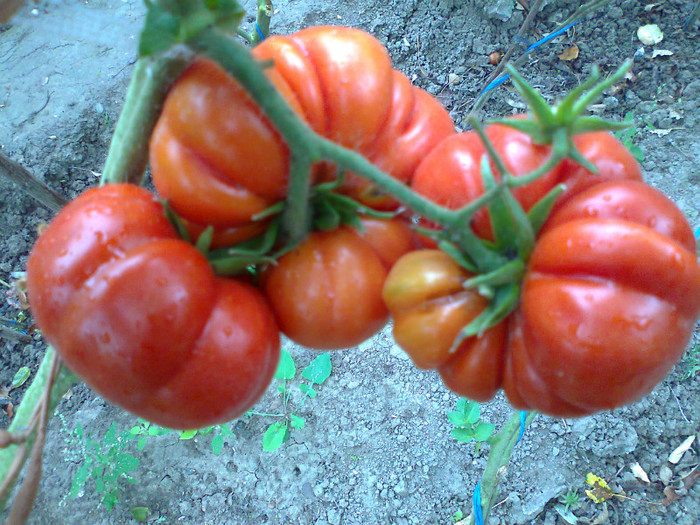 COSTOLUTO FIORENTINO; COSTOLUTO FIORENTINO
