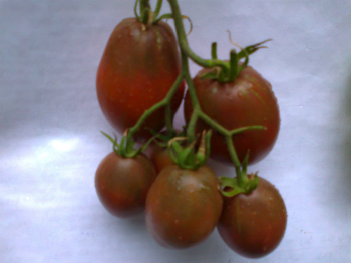 PURPLE RUSIAN; PURPLE RUSIAN
