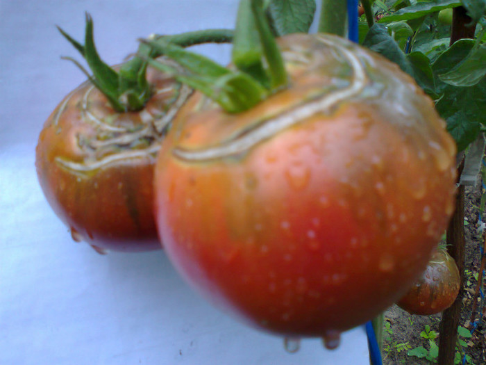 BLACK KRIM; BLACK KRIM
