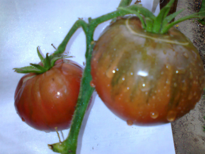 BLACK KRIM; BLACK KRIM
