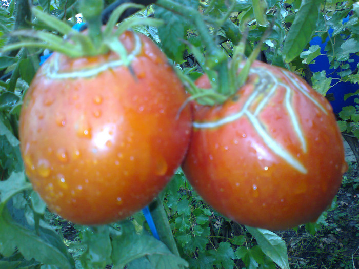 PRAHOVA GORNET SVGB; PRAHOVA GORNET SVGB
