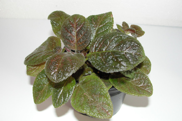  - Episcia C