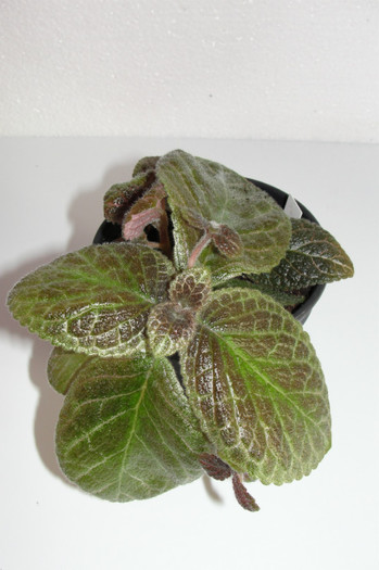 episcia Chocolate Soldier