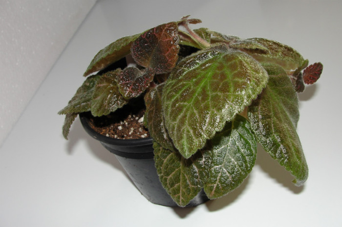  - Episcia C