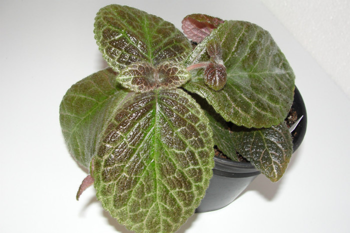  - Episcia C