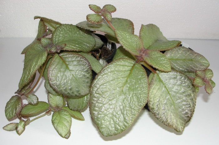  - Episcia M