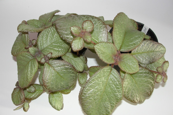 02.10.12 - Episcia M