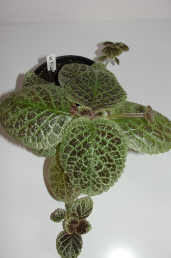 episcia Tiger Stripe