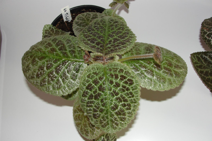 DSC05589 - Episcia T