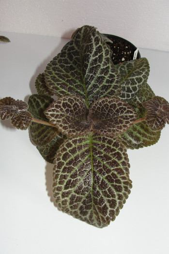 episcia Jim's Golden Eagle