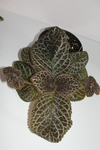  - Episcia Jim_s