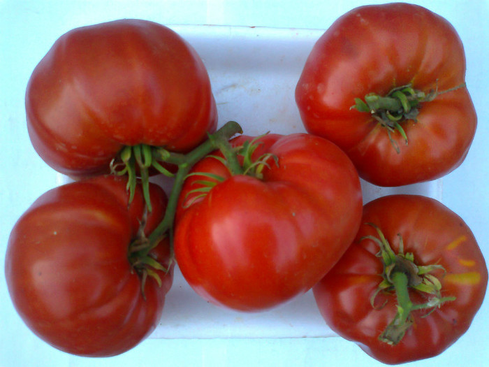 GIANT RED - 06- TOMATE-ROSII-SOIURI PURE ORGANICE VECHI ROMANESTI SI HEIRLOOM ALBUM 6