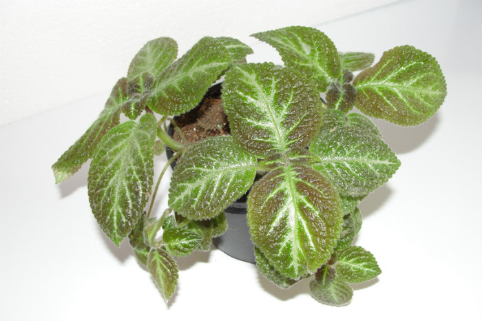 episcia Unpredictable Vallei sport