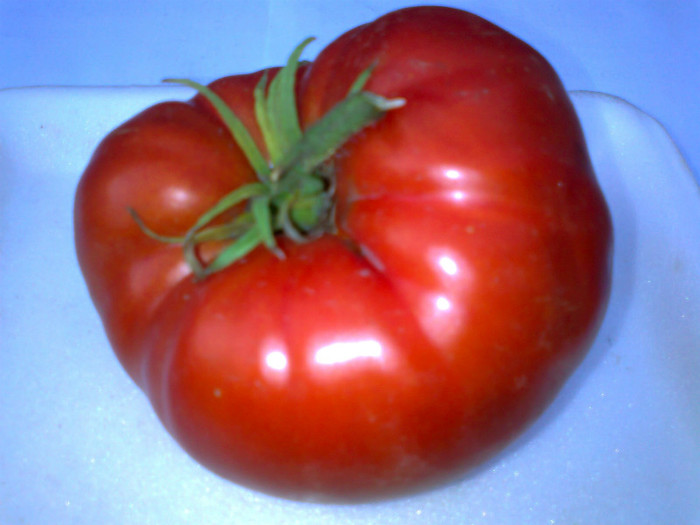 GIANT RED - 06- TOMATE-ROSII-SOIURI PURE ORGANICE VECHI ROMANESTI SI HEIRLOOM ALBUM 6