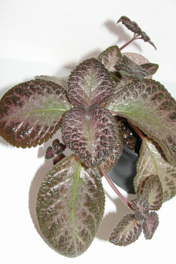  - Episcia Thads