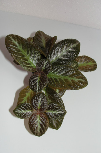episcia Sun Gold - Episcia S