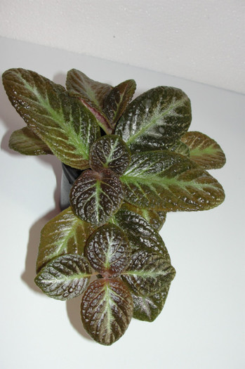  - Episcia S