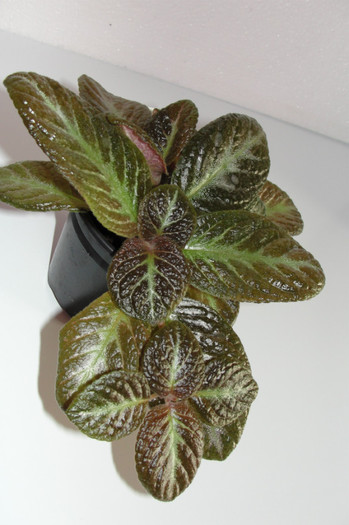  - Episcia S