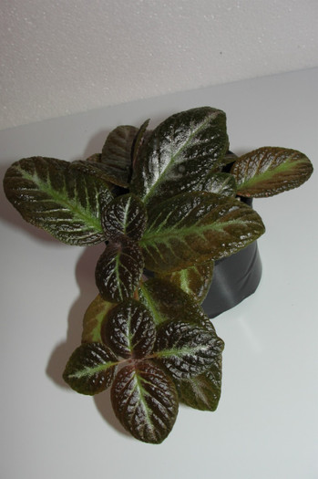 02.10.12 - Episcia S