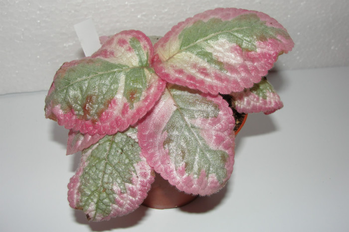 episcia Pink Brocade - Episcia Roz