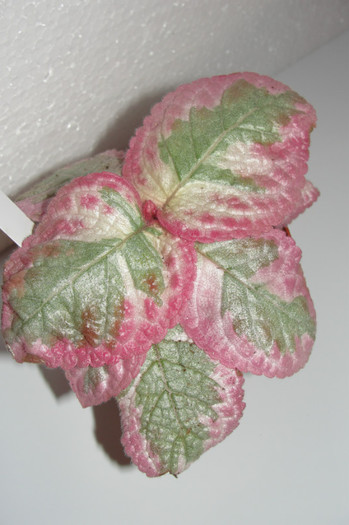 02.10.12 - Episcia Roz