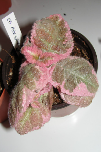 02.10.12 - Episcia Roz