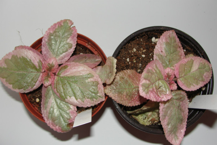 02.10.12 - Episcia Roz