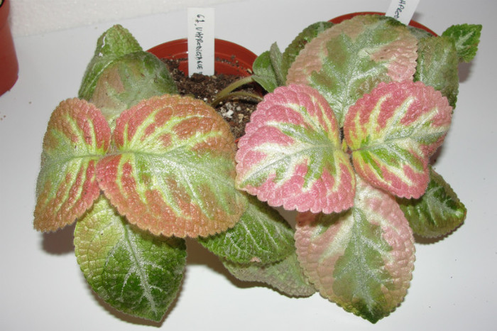 episcia Unpredictable Valey