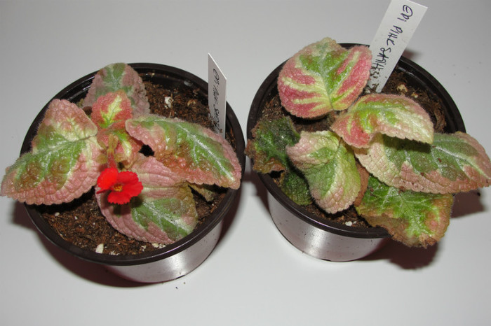 episcia Pink Satin